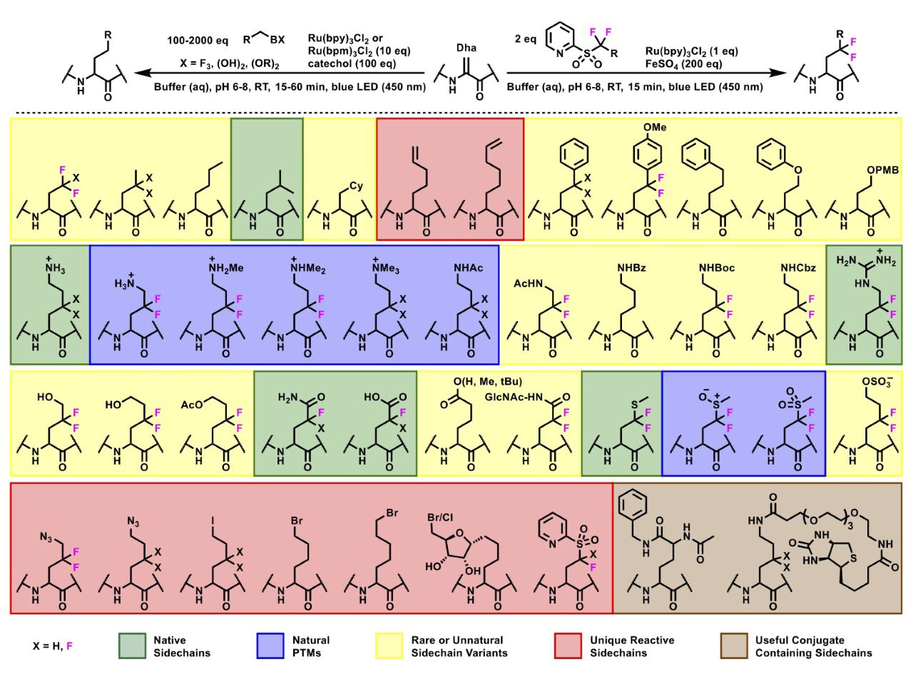 Figure 2: Substrate scope of light-driven protein modification