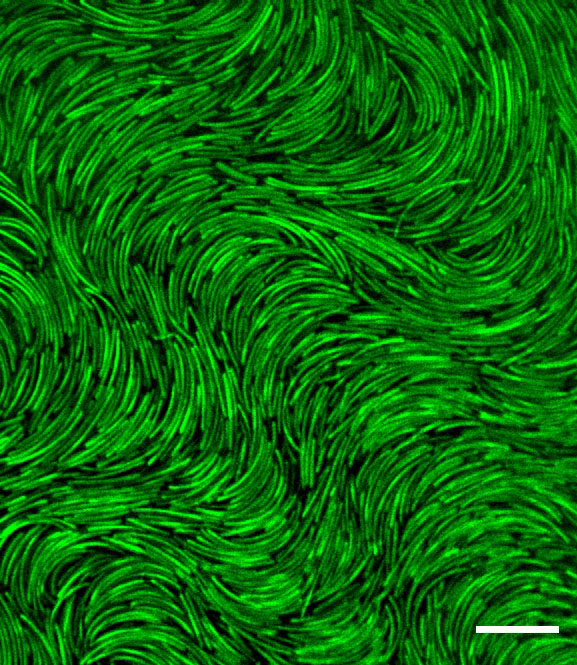 Confocal microscopy image confocal microscopy image