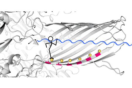 Molecules that hop Molecules that hop