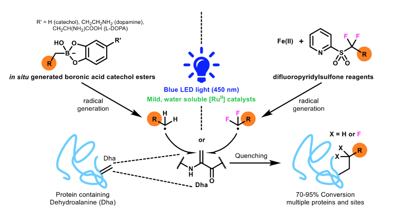 Diagram of generating carbon-centered radicals with light for protein modification