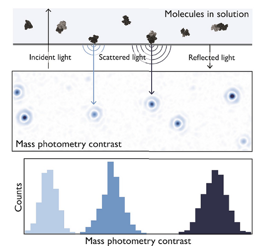 The principle behind mass photometry The principle behind mass photometry