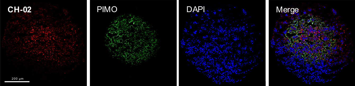 Photo showing four examples of imaging techniques