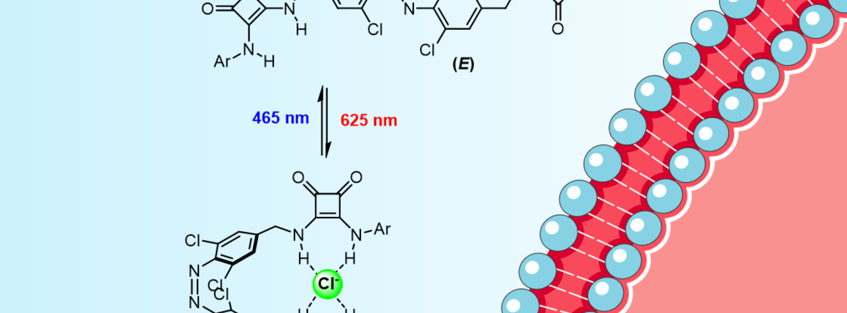 Artificial chloride ion transporter undergoes an isomerization between linear and curved forms.