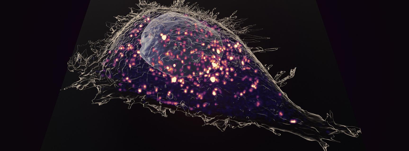 A black and purple image showing synthetic capless mRNA tracked inside a HeLa cell using 3D super-resolution microscopy.