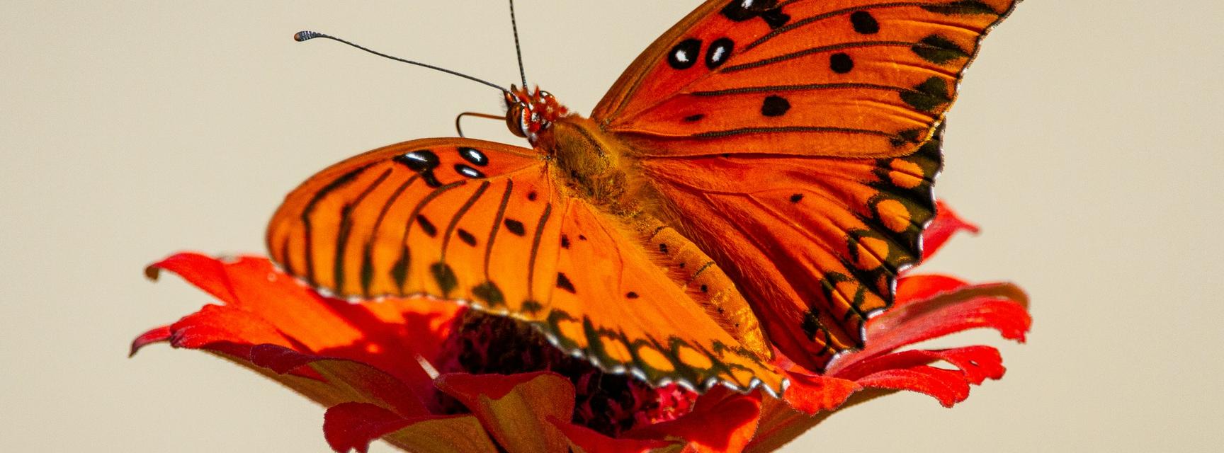 butterfly on a flower