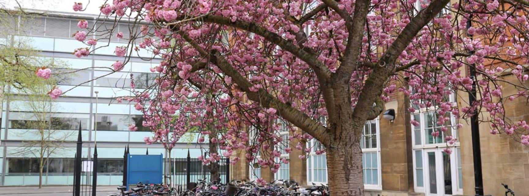 Photo of may blossom outside the Dyson Perrins Building with Chemistry Teaching Lab in background