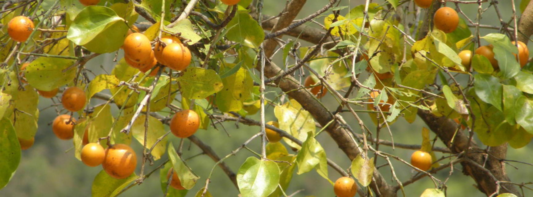 strychnos nux vomica tree