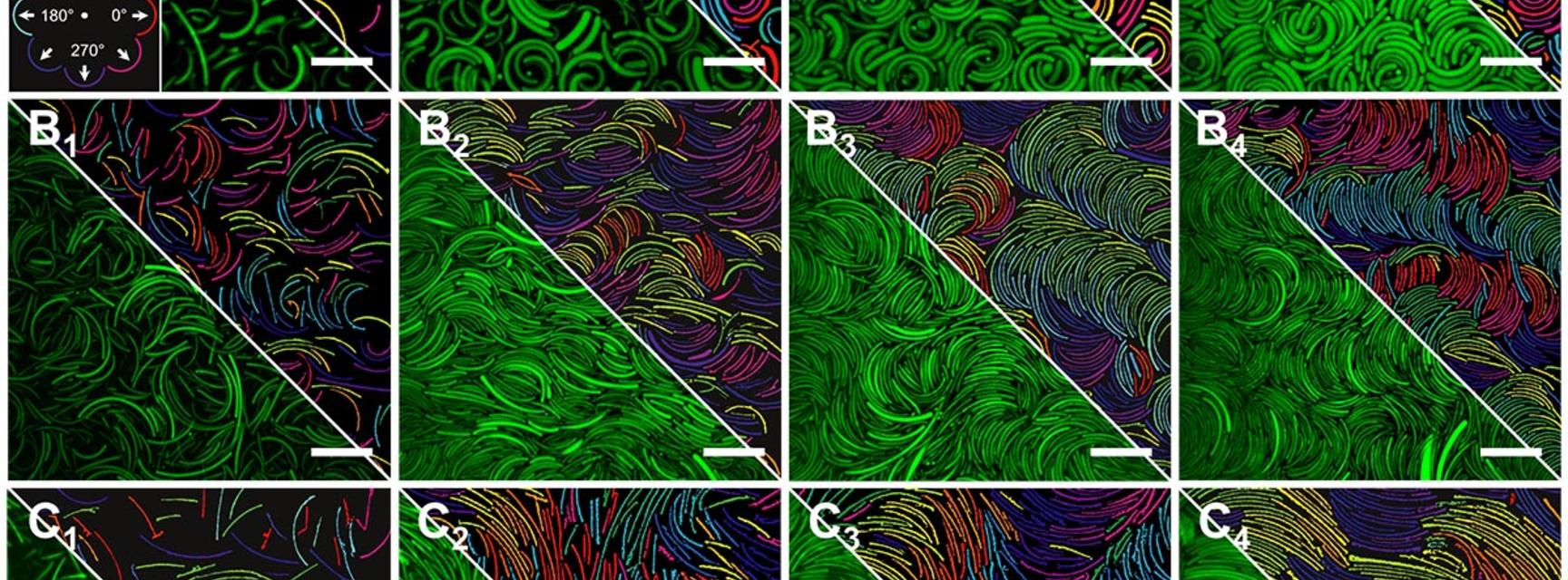 self assembly of colloidal bananas