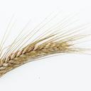 Picture of a wheat sheaf