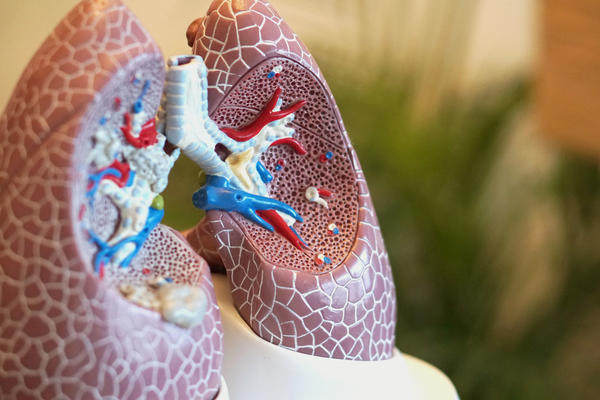 Model of a lung.