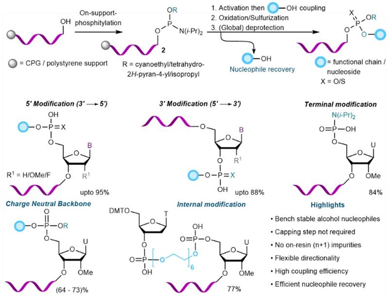 General synthetic strategy for on-support phosphitylation of growing oligonucleotide chains, enabling functionalisation and chain extension (Top). Diverse functionalized oligonucleotides are accessible through on-support phosphitylation, including 3ʹ modi