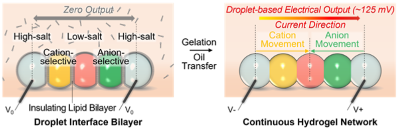 The activation process for the hydrogel droplet power unit