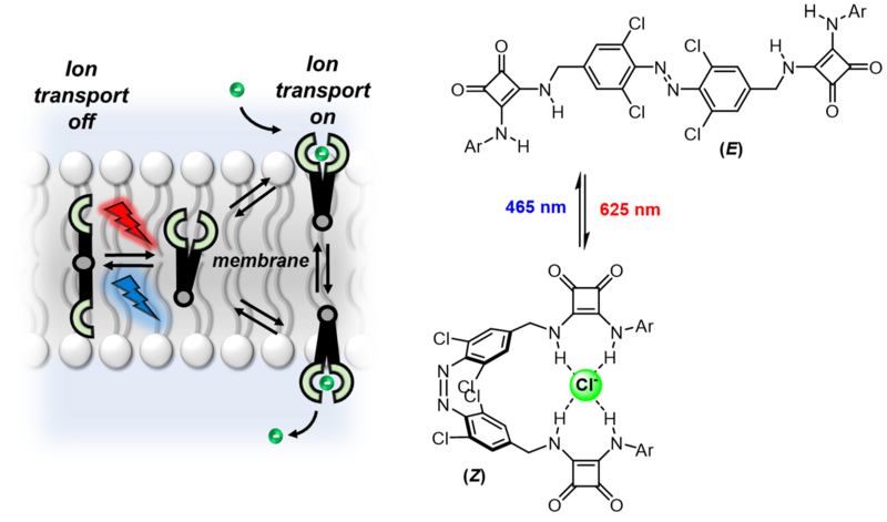 A specially designed artificial chloride ion transporter undergoes an isomerization between linear and curved forms, allowing transport across a cell membrane in the curved form more effectively than the linear form..