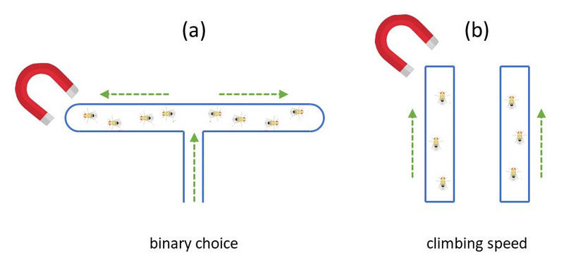 Diagram showing (a) "binary choice": flies in a T-maze with a binary choice between a magnetic arm of the T and a non-magnetic arm, and (b) "climbing speed": flies climbing the inside of two tubes, one with a magnetic field applied and one without.