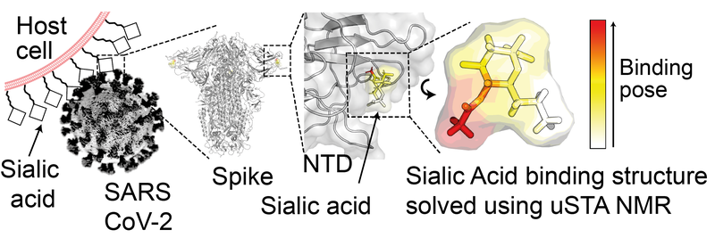 SARS-CoV-2 sialic acid binding