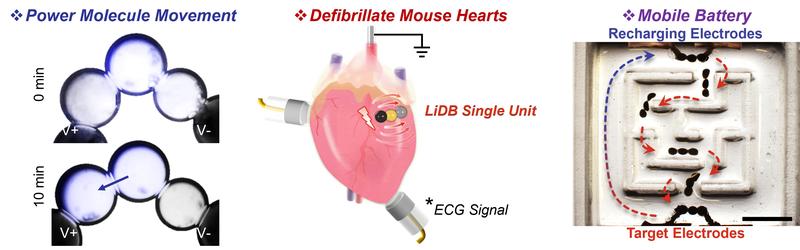 The tiny battery features important capabilities that enable a variety of biomedical applications, including powering drug molecule release, heart defibrillation and microrobotic energy delivery. Image credit: Yujia Zhang.