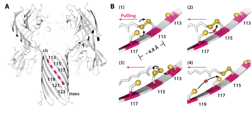 molecules that hop fig2