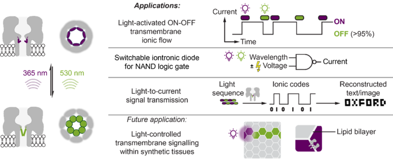 photopore graphical abstract