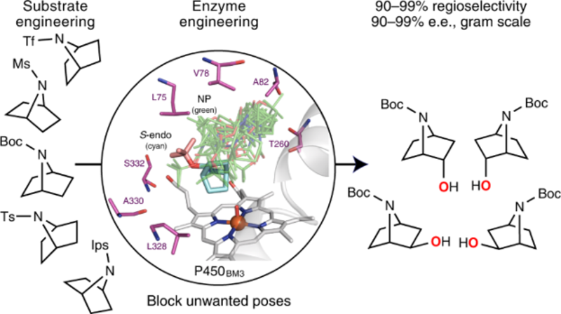 CH activation schematic A schematic representation of the team’s method – enzyme mutations are engineered to suit various substrates, leading to highly selective oxidation of a variety of cyclic amine’s at different positions round the ring.
