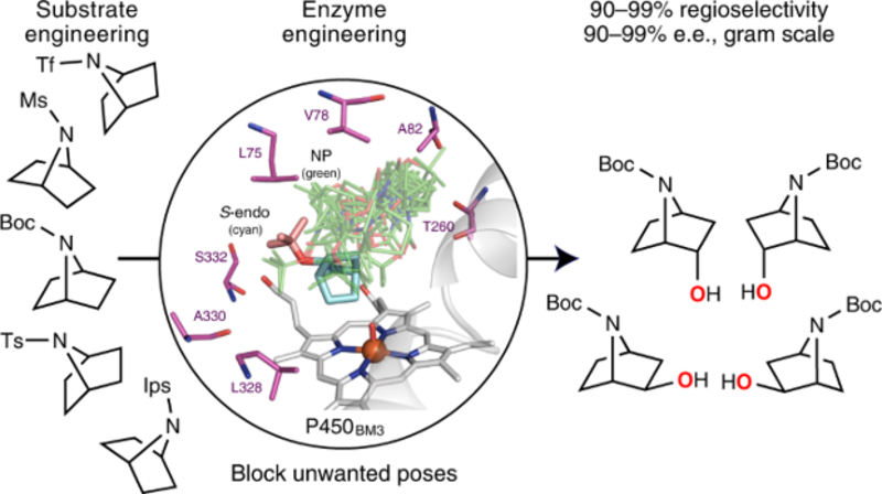 A schematic representation of the team’s method – enzyme mutations are engineered to suit various substrates, leading to highly selective oxidation of a variety of cyclic amine’s at different positions round the ring.