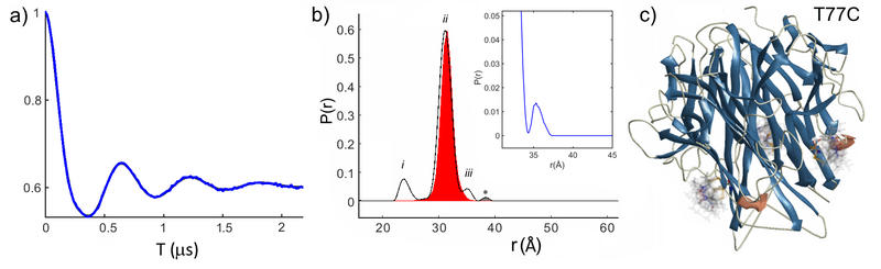 William Myers figure 2: Double Electron-Electron Resonance (DEER) of a trimeric protein alpha-Tumor Necrosis Factor