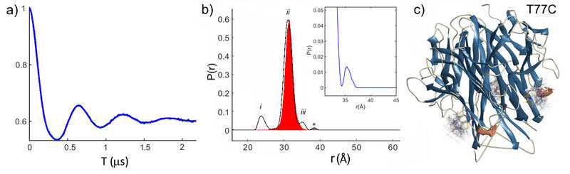 William Myers figure 2: Double Electron-Electron Resonance (DEER) of a trimeric protein alpha-Tumor Necrosis Factor William Myers figure 2: Double Electron-Electron Resonance (DEER) of a trimeric protein alpha-Tumor Necrosis Factor
