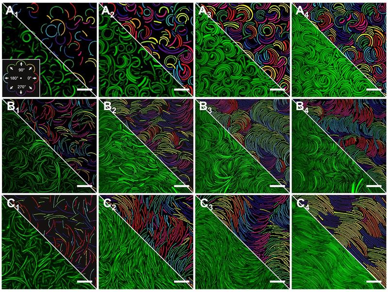 Self assembly of colloidal bananas self assembly of colloidal bananas