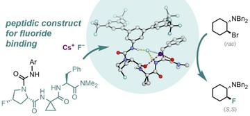 Diagram showing a peptidic construct for fluoride binding and enantioselective fluorination