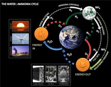 ammonia cycle ammonia cycle