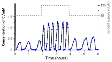 The concentration of C oscillates in time on the scale of hours or days, responds to the amount of oxidant supplied (H2O2) and shows repeated micelle growth and decay, as visualised by chromatographic analysis and scattering microscopy (iSCAT).