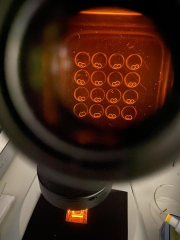 It is a droplet interface bilayer experiment taken in LG7 on 20th Nov 2022. Each droplet pair has different chemical components, and we want to see which condition maximizes the bilayer area. When the bilayer is formed, the shiny white interface disappear