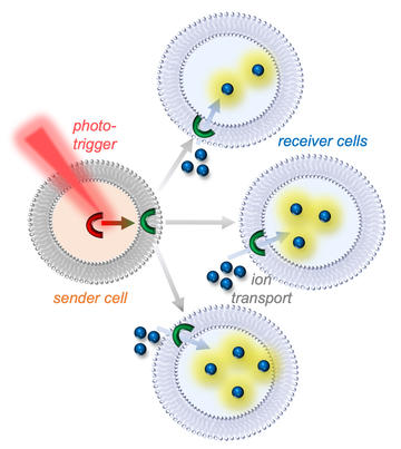 Diagram showing a phototrigger in a sender cell and ion transport to receiver cells.